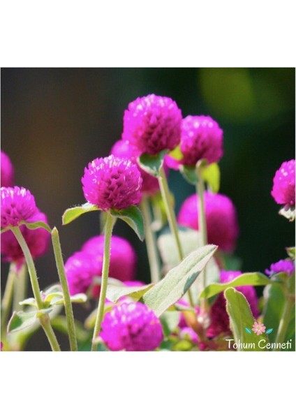 Pembe Medine Çiçeği (Hanım Düğmesi) Çiçek Tohumu 10 15 Adet