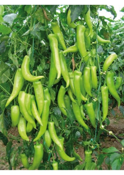 Çarliston Biber Tohumu / 10 Tohum