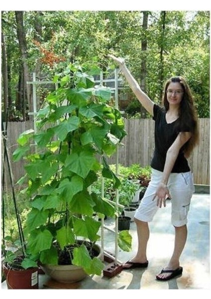 Sırık Tipi Badem Salatalık 10 Nadir Tohumu
