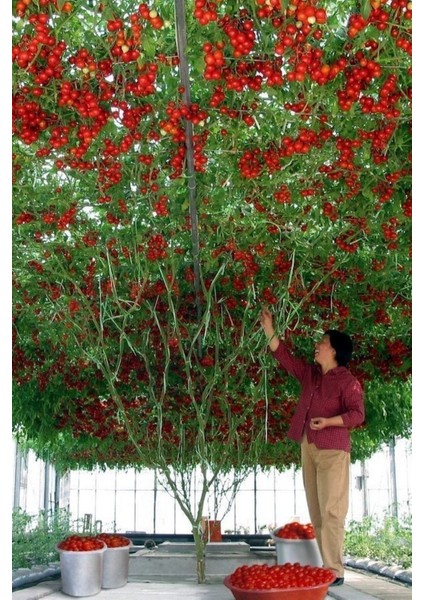 Italyan Domates Ağacı Tohumu / +10 Adet Tohum