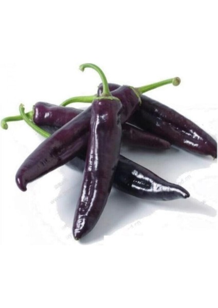 Nadir Ithal Tatlı Mor Kapya Biberi Tohumu 5 Adet Tohum Biber Tohumu