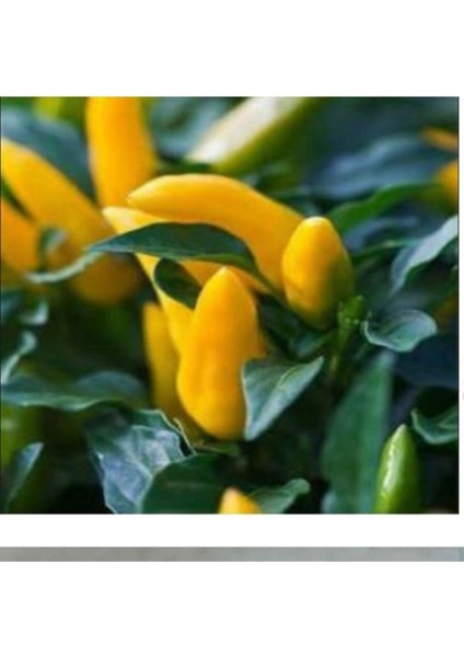 Acı Sarı Süs Biber Tohumu