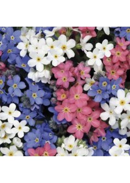 10 Adet Karışık Renkli Unutma Beni Çiçeği Tohumu