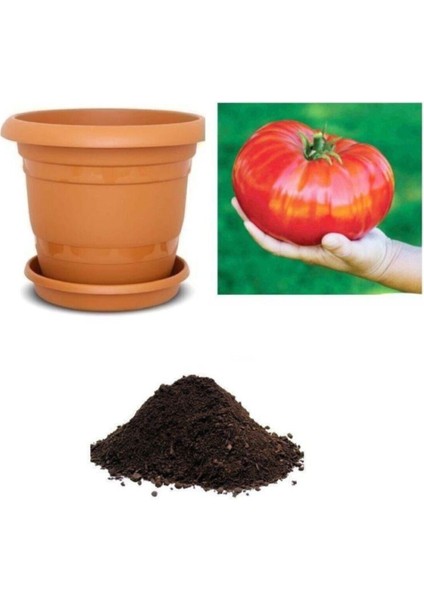 Ithal Dev Hollanda Domates Tohumu Ekim Seti