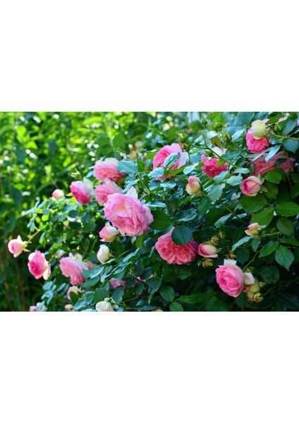 10 Adet Angel Wings Miniature Rose Tohumu