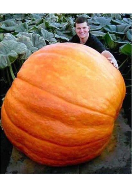 Ithal Dev Kabak Tohumu 4 Adet Tohum Atlantik Giant Bal Kabağı