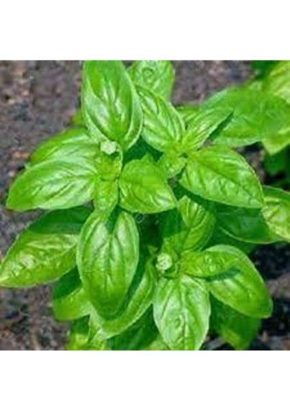 Yeşil Yapraklı Mis Kokulu Fesleğen Çiçeği Tohumu 30 Adet