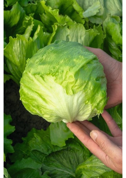 Iceberg Göbek Marul Tohumu / 20 Adet Tohum