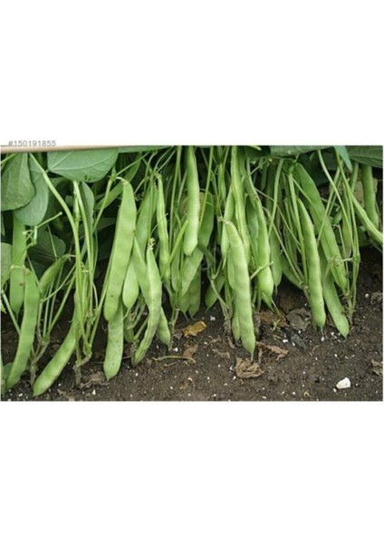 Nadir Yediveren Magnum Fasülyesi Tohumu 15 Tohum Tohum Fasulye Tohumu