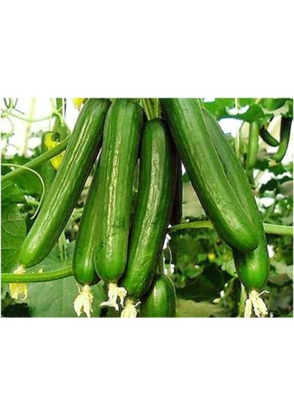 Bol Verimli Erkenci Sertifika Salatalik 25+