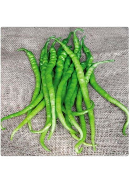 10 Adet Acı Kıl Biber Tohumu