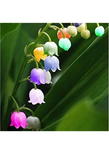 Nadir Çan Orkide Tohumu 5 Adet Tohum Çiçek Tohumu