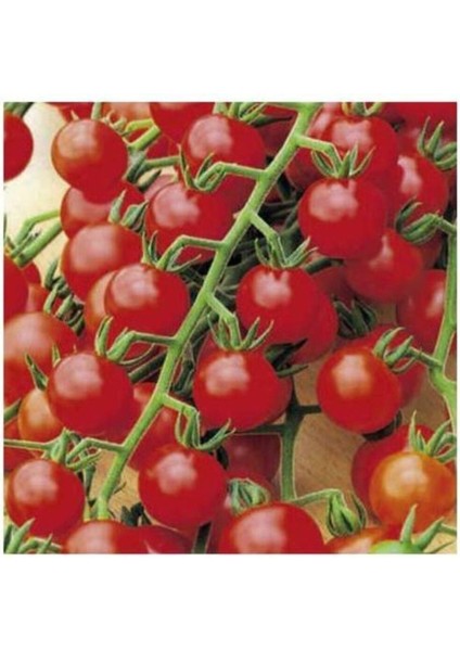 Bezelye Domatesi Tohumu 10 Adet Domates Tohumu
