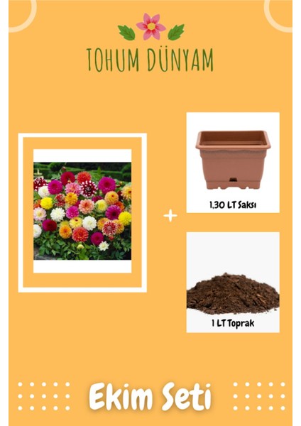 Karışık Renkli Dahlia (Yıldız) Çiçeği Tohumu Ekim Seti