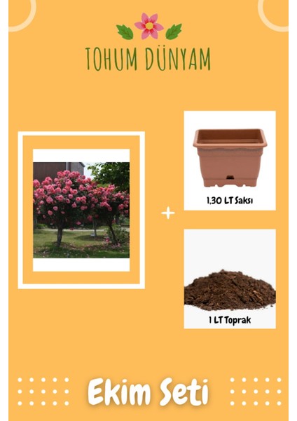 Bodur Pembe Gül Ağacı Tohumu Ekim Seti