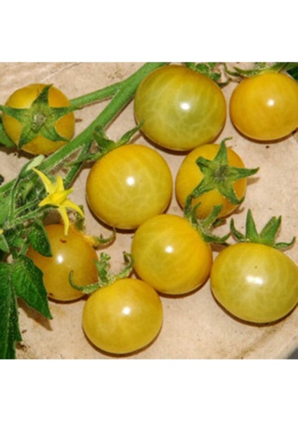 20 Adet White Currant Domates Tohumu