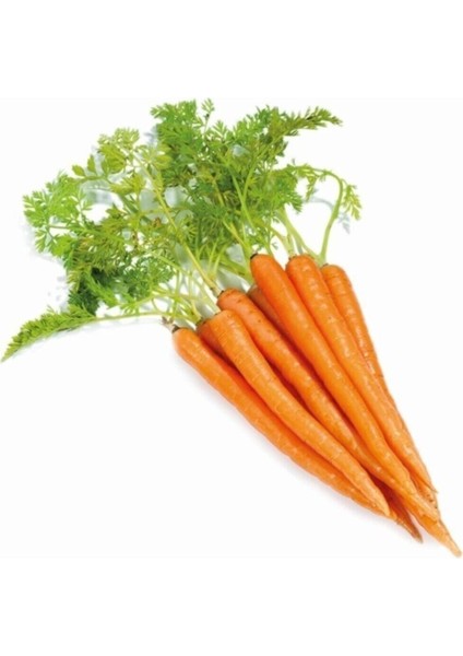 Havuç Tohumu 200 Adet Tohum Nantes Etli Erkenci Havuç