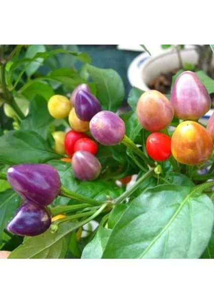 50 Adet Rainbow Süs Biberleri Tohumu