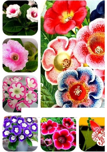 Bardak Menekşe Karışık Tohumu 5 Adet