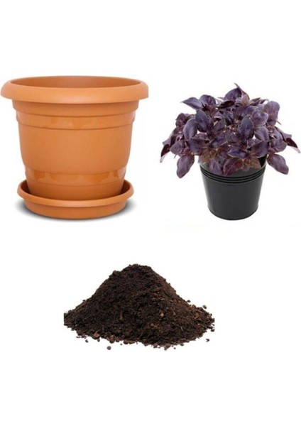 Geniş Yaprak Mis Kokulu Mor Fesleğen Tohumu Ekim Seti