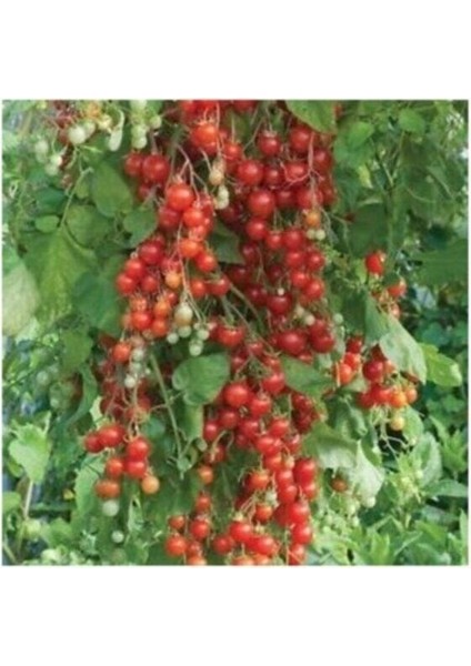 Agrobazaar Salkım Cherry Domates 25+Tohum