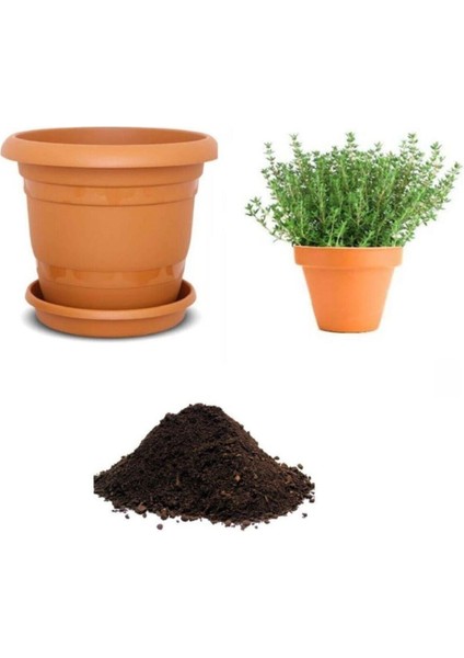 Aromatik Dağ Kekik Tohumu Ekim Seti