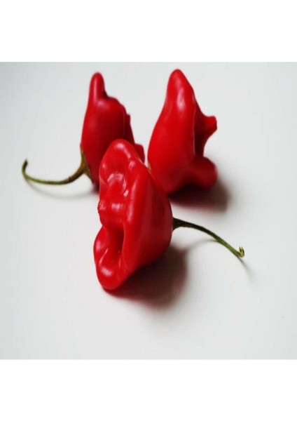 Özel Şekilli Bishops Crown Çan Biber Gül Biber Tohumu (10 Tohum)