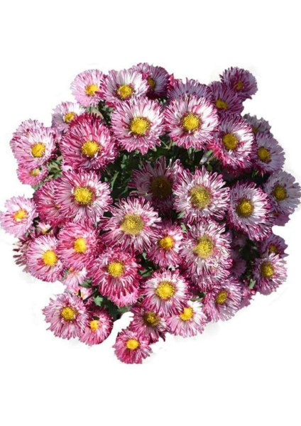 20 Adet Çin Aster Çiçeği Tohumu