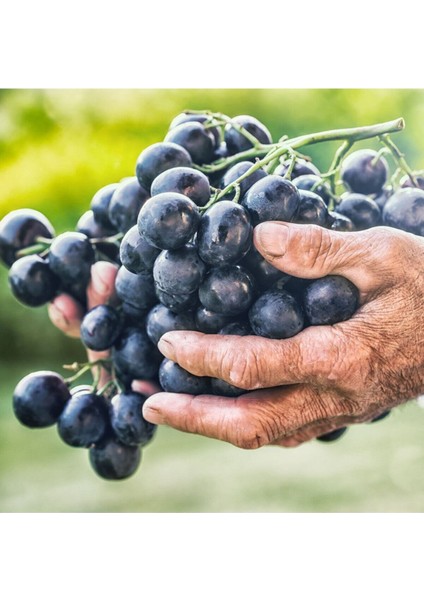 Nadir Siyah Şarköy Üzüm Tohumu 5 Adet Tohum