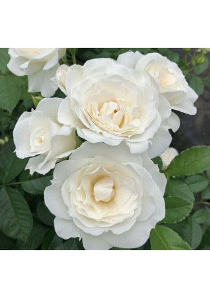 5 Adet Kar Beyazı Gül Tohumu