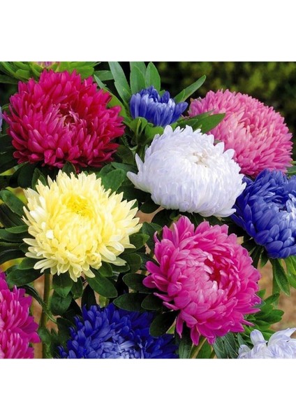 Aster Papatyası (Ponpon Papatya) Tohumu 10 12 Adet