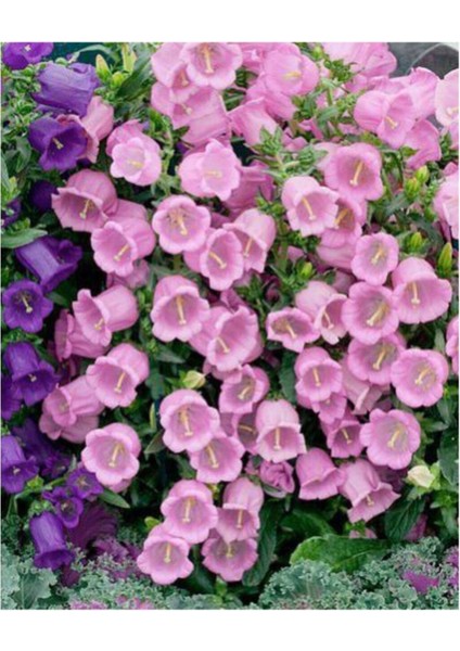 Pembe Çan Çiçeği Tohumu 5 Adet Tohum Çiçek Tohumu