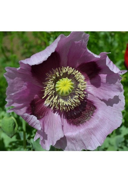 5 Adet Giant Purple Poppy Tohumu