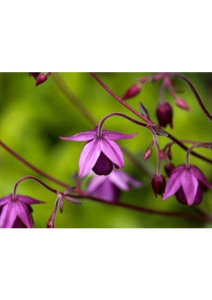 5 Adet Sugar Plum Fairy Columbine Tohumu