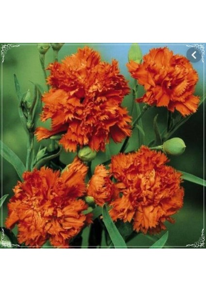 10 Adet Chabaud Orange Carnation Tohumu
