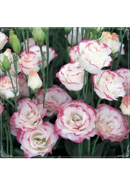 5 Adet Multicolored Pink Picotee Lisianthus Tohumu