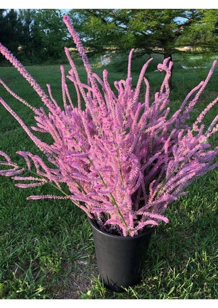 10 Adet Statice Seeds - Pink Limonium Tohumu