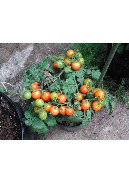 20 Adet Pinocchio Orange Micro Dwarf Domates Tohumu