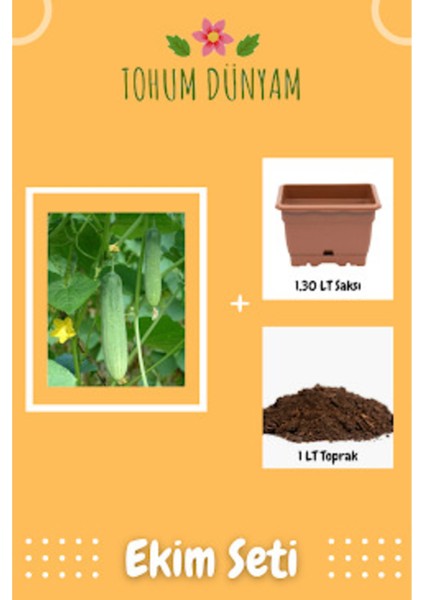 Yerli Dikenli Köy Salatalığı Tohumu Ekim Seti