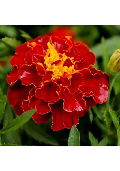 5 Adet Natural French Marigold Carmen Tohumu