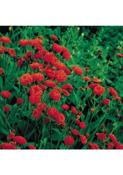 10 Adet Red Tassel Aster Tohumu