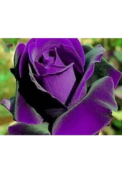 5 Adet Dragon Rose Purple Tohumu