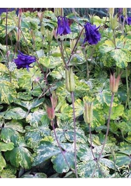 10 Adet Rare Variegated Columbine Tohumu