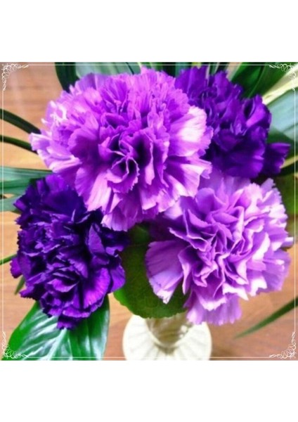 10 Adet Chabaud Violet Multilayer Carnation Tohumu