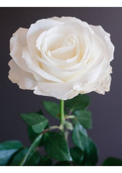 5 Adet White Rose Gül Tohumu