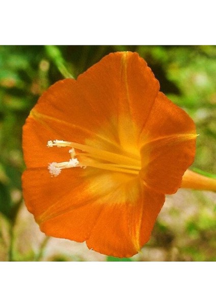 5 Adet Ipomea Orang Glori Tohumu