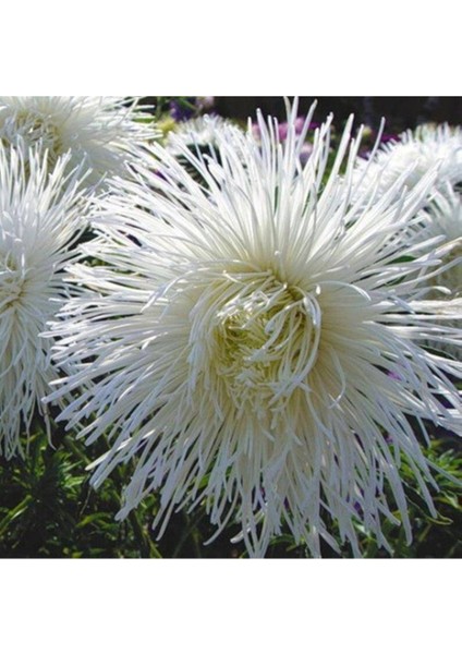 10 Adet Natural Needle Aster Isolda Heirloom Tohumu