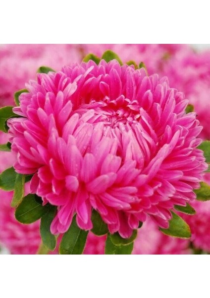 10 Adet Aster Karmelita Pink Annual Tohumu