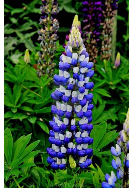 5 Adet Lupin Blue Flame Giant Tohumu