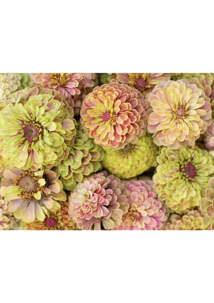 10 Adet Queen Lime With Blush Zinnia Tohumu
